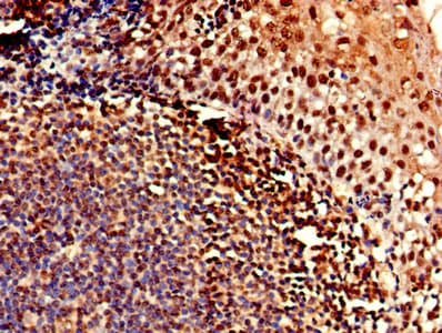 Polyclonal Rabbit anti-Human CLDN12 / Claudin 12 Antibody
