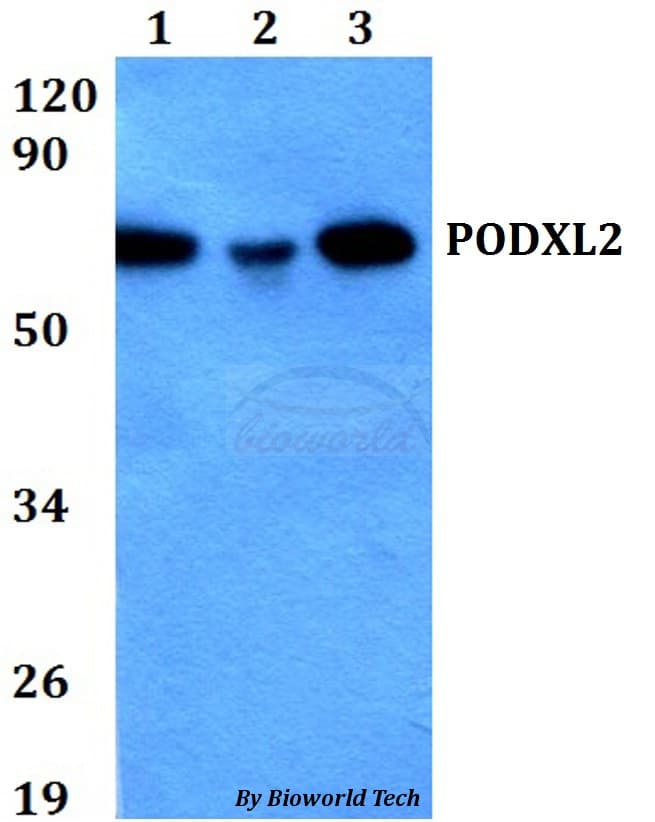 PODXL2 / Endoglycan Antibody