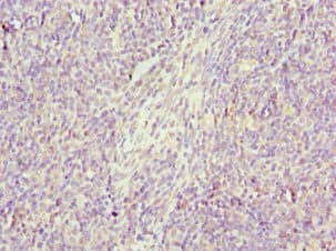 GZMH / Granzyme H Antibody
