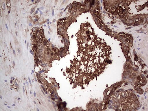 PKM2 Antibody (clone 12B9)