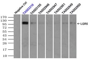 GPR49 / LGR5 Antibody (aa250-550, clone OTI2A2)