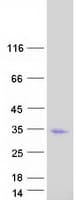 Human REC114 / C15orf60 Protein (Recombinant Myc-DDK (Flag))