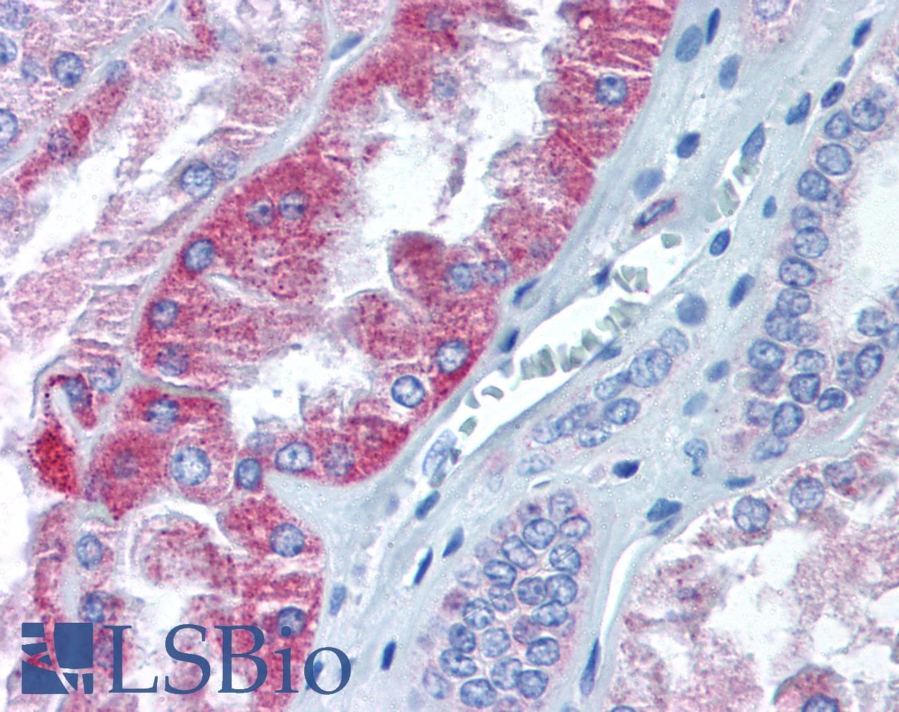 IHC-plus™ KATII / AADAT Antibody (Internal)