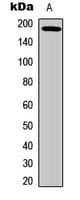 EGFR Antibody (phospho-Thr693)