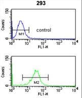Polyclonal Rabbit anti-Human NUP153 Antibody (aa58-86, WB)