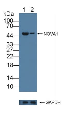 NOVA1 Antibody