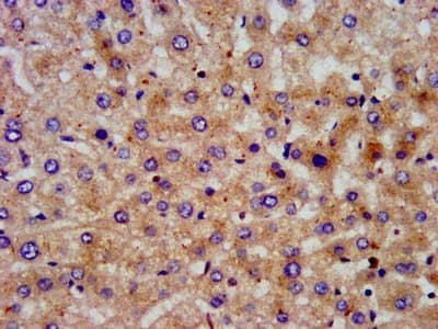 PON3 Antibody