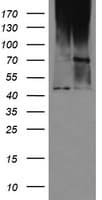 MAB21L3 / C1orf161 Antibody (clone OTI2A3)