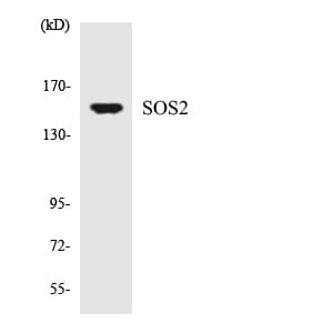 SOS2 Antibody (aa612-661)