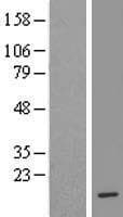 HIST1H4J Protein (Over-Expression Lysate Myc-DDK (Flag))
