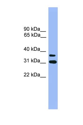 OR2D3 Antibody (aa251-300)