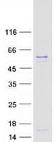 Human UBR7 / C14orf130 Protein (Recombinant Myc-DDK (Flag))