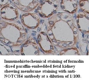 NOTCH4 Antibody (C-Terminus)