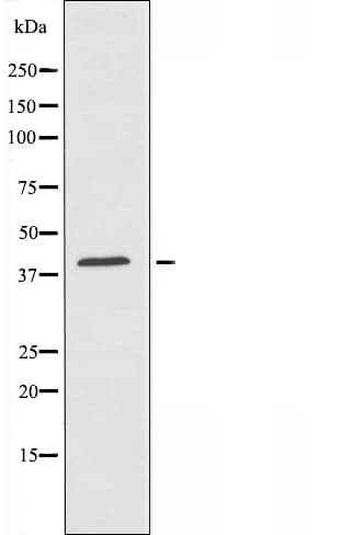 HSD3B7 Antibody