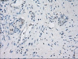 LTA4H / LTA4 Antibody (clone OTI2A9)
