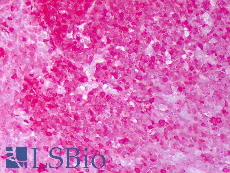 IHC-plus™ HSP90 / Heat Shock Protein 90 Antibody (clone H9010)