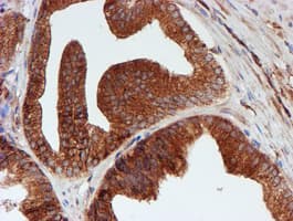 SCFD1 / SLY1 Antibody (clone OTI5G4)