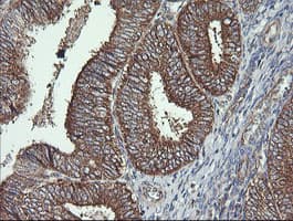 Monoclonal Mouse anti-Human COX6C Antibody (clone OTI4B11, Carrier-free, IHC, IF, WB)