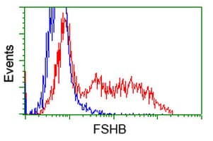 FSHB / FSH Beta Antibody (clone OTI3A9)