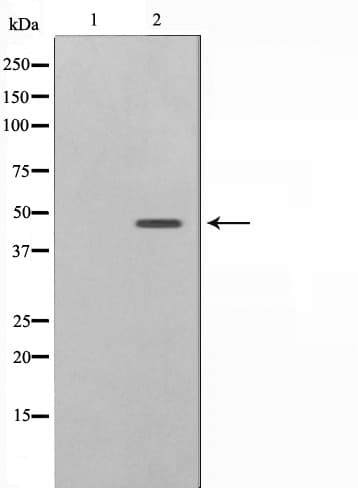 SKP2 Antibody