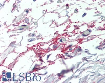 IHC-plus™ DDO / D-Aspartate Oxidase Antibody