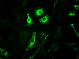 GFAP Antibody (clone OTI2D8)