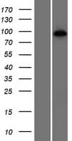 HNRNPUL1 Protein (Over-Expression Lysate Myc-DDK (Flag))