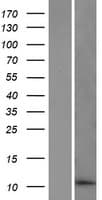 DDA1 Protein (Over-Expression Lysate Myc-DDK (Flag))