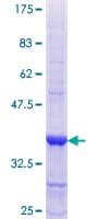 Human NID1 / Entactin / Nidogen-1 Protein (Recombinant GST, N-terminus)
