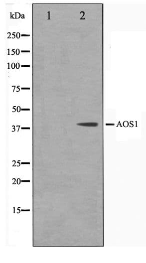 SAE1 Antibody