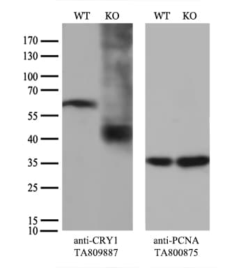 Monoclonal Mouse anti-Human CRY1 Antibody (clone OTI2F5, aa502-584, WB)