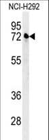 KLHL24 Antibody (aa182-211)
