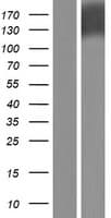 PTPRH / SAP-1 Protein (Over-Expression Lysate Myc-DDK (Flag))