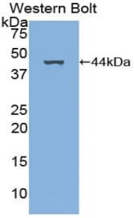 PDGF-CC Antibody (aa23-345)