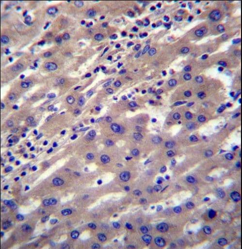 SCP2 / SCPX Antibody (aa14-43)