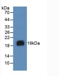 VEGFA / VEGF Antibody