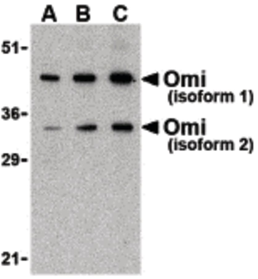 PathPlus™ Polyclonal Rabbit anti-Human HTRA2 / OMI Antibody (IHC, IF, WB)