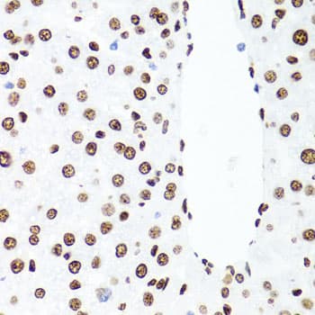 H1F0 Antibody