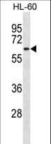 CLK2 Antibody (aa291-319)