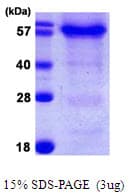 Human HSPBAP1 Protein (Recombinant His)