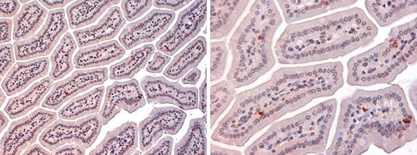 Polyclonal Rabbit anti-Mouse GCGR / Glucagon Receptor Antibody (IHC, WB)