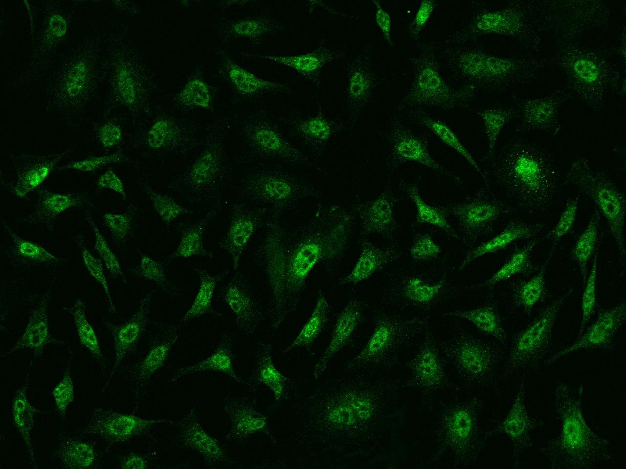 CCND3 / Cyclin D3 Antibody