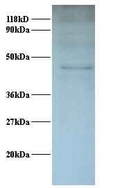 NF45 / ILF2 Antibody (Biotin)