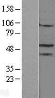NR5A1 / SF1 Protein (Over-Expression Lysate Myc-DDK (Flag))