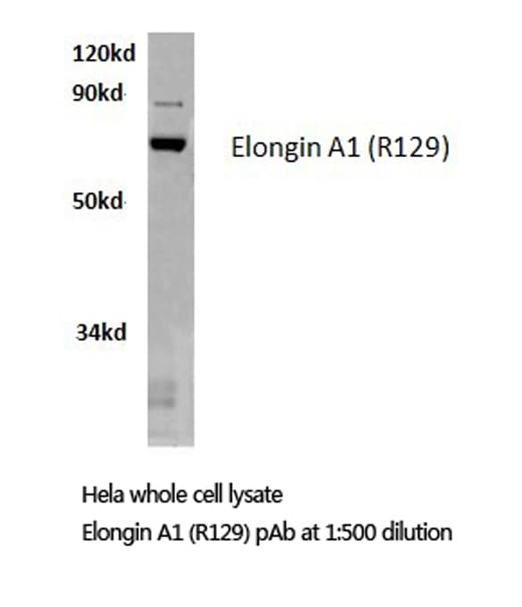 Polyclonal Rabbit anti-Human TCEB3 / Elongin A Antibody (Arg129, IHC, WB)