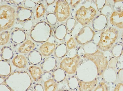 S1PR1 / EDG1 / S1P1 Antibody
