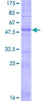 Human OR12D2 Protein (Recombinant GST)