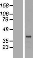 DRG2 Protein (Over-Expression Lysate Myc-DDK (Flag))