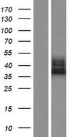 Human FAM70A Protein (Over-Expression Lysate Myc-DDK (Flag))