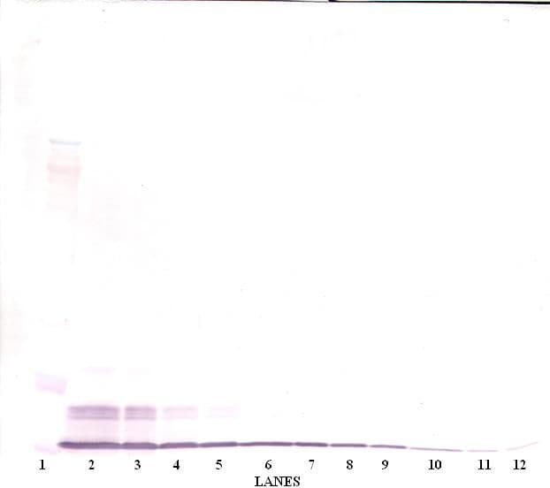 CCL4 / MIP-1 Beta Antibody